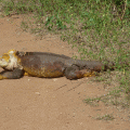 Land-Iguana